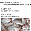 반건조 꽃돔 좋아 하시죠~^^ 이미지