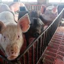 해관농장 이미지