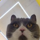 아이캣유 이미지