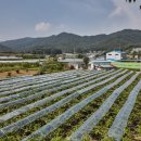 포도향이흐르는마을 이미지