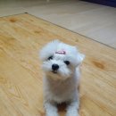 펫 마마의 집 이미지