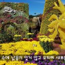 황룡강 노란 꽃 축제 이미지