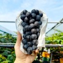 포도 - 성북구 보문로34길 54 | 포도