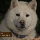 끌로미 네이버블로그