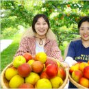 과일하모니
