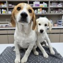 청운동물병원 이미지