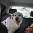 닥터에이스 동물병원 이미지