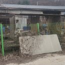 광주애견경매장 이미지