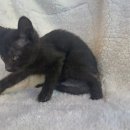 도그마루 강아지고양이 목동점 이미지