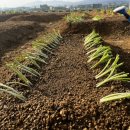 풀머리농장 | [농린이 2년차] 5. 대파모종을 심을 때는 초록 풀머리를 잘라서 심는다.