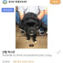 1766 | [❤️입양후기❤️] 1766. 버블이🐶