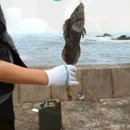 대물축산 네이버블로그