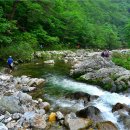 숲속의 계곡 이미지