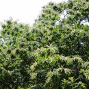 팔공산올레길 2코스 이미지