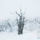 (마운틴TV가 만난 겨울산) 덕유산 국립공원| 겨울에만 만나는 눈꽃 이미지