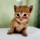 완장천로384번길 이미지