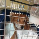 호야켄넬 이미지