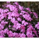 바다요정 이미지