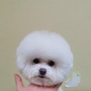 두유네 애견미용실 이미지