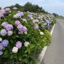 종달리수국길 이미지