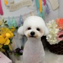 몽그르르 이미지