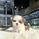 바나개 강아지 고양이 마포점 이미지