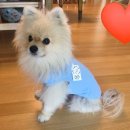 강아지 여름옷 추천 후기/펫델 쿨조끼(내돈내산)