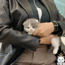 캣통령 잠실점 이미지