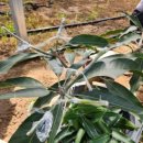 에이플농장 이미지