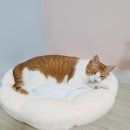 산타펫 - 2280 | 내돈내산. 고양이 방석 쿠션 추천!! 뚱냥이에게도 좋아요