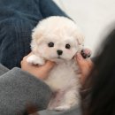 정애켄넬 이미지