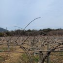 다래농장 이미지