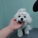 배츄네펫살롱 이미지