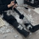 [미용 후기] 얌이와 깜이의 교감미용일기. 페르시안 고양이 미용하기. (고양이 미용실,고양이 무마취 미용)