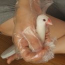 인터넷조류원