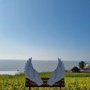 노란유채