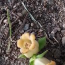 감꽃향기 이미지