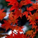 [좋은글] 오늘의 便紙★ WHO의 2025年 長壽秘訣 이미지