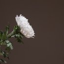 태산장묘 - 대덕구 한밭대로 1127 | 태산장묘