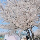 김포대로926번길 보행자도로 | 김포 계양천 벚꽃축제 명소 추천