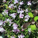 로벨리아 이미지