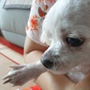 마이펫까까 이미지