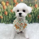 코지그루밍 이미지