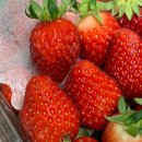 데이프룻 | 원데이프룻 딸기 배송 후기🍓❤️🥰