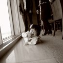 호텔나무 이미지