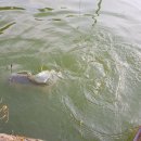 숲속낚시터 이미지