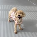 리츠펫강남세곡점
