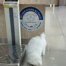 24시팔용feel동물병원 네이버블로그