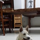 서당개 이미지
