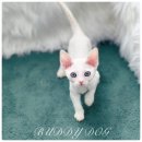 버디독 고양이분양 강아지분양 안심분양센터 인천점 이미지